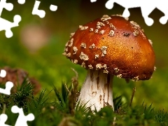 toadstool, grass, mushroom