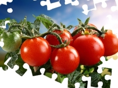 tomatoes, twig, buxom