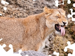 Tounge, Lioness, showing