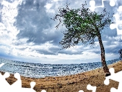 trees, sea, Beaches