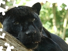 black, Head, trees, Panther