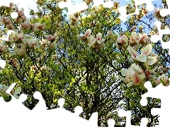 Magnolia, Spring, Blossoming