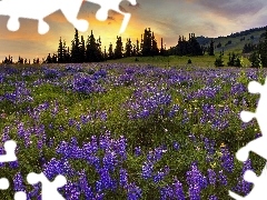 sun, rays, viewes, The Setting, Meadow, trees, lupine