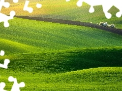 trees, viewes, grass, green, field