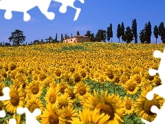 trees, viewes, sunflowers, house, Field