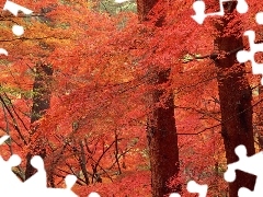 trees, viewes, autumn, color, forest
