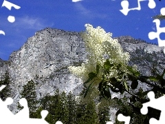 white, Mountains, trees, viewes, lilac, twig