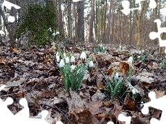 trees, viewes, Leaf, forest, snowdrops