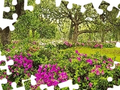 viewes, rhododendron, Garden, trees, Spring