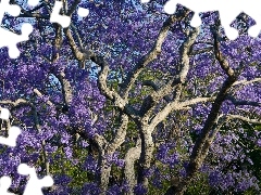 trees, Violet, without