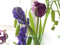 Blue, purple, Tulips, Muscari