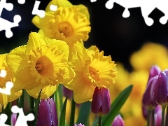 Daffodils, Tulips