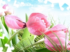 Tulips, grass, Pink