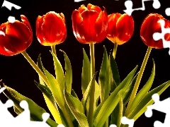 tulips, five, red