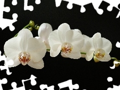 twig, orchid, White