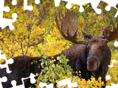 Twigs, moose, antlers