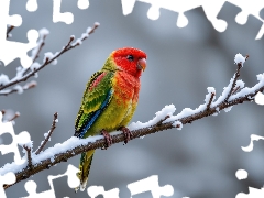 Coloured, winter, Snowy, Twigs, parrot, Bird
