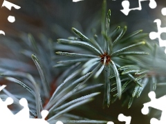 Twigs, spruce, needle