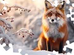 Fox, winter, Snowy, Twigs, snow, sitter