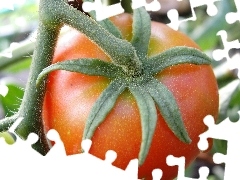 tomato, Twigs