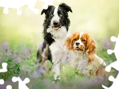 Two cars, Border Collie, Cavalier King Charles spaniel, Dogs