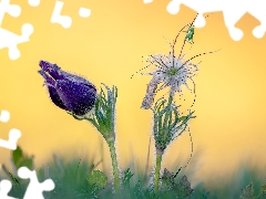 Flowers, pasque, grasshopper, Two