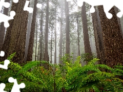 Redwood National Park, trees, Fog, viewes, fern, California, The United States, redwoods