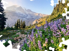 viewes, trees, Flowers, lupine, Washington State, The United States, Mountains, Mount Rainier National Park, Stones