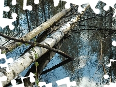 viewes, birch, fallen, trees, water