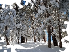 viewes, Conifers, Snowy, trees, winter