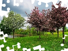 trees, Pond - car, Flowers, flourishing, Meadow, viewes, Spring