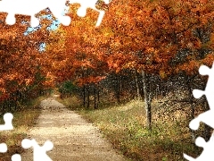 forest, trees, viewes, Way