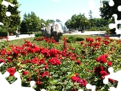 viewes, fountain, roses, trees, Park