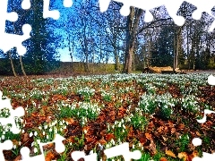 Meadow, trees, viewes, snowdrops