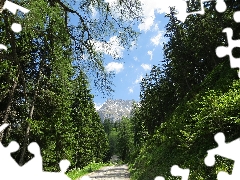 Way, Dachstein Mountains, trees, Alps, Austria, forest, viewes