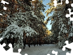 Snowy, winter, viewes, Path, trees, forest