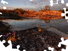 viewes, trees, Lake Ladoga, rocks, Karelia, Russia, Flowers, Plants, Stones