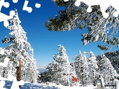 trees, forest, Conifers, Snowy, winter, viewes, Sky