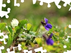 Viola odorata, grass
