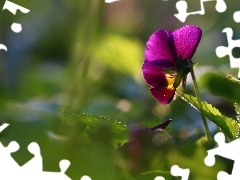 Colourfull Flowers, pansy, Violet