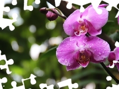 Violet, orchid, orchid