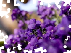 purple, Violets