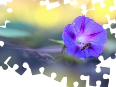 Violet, bindweed, wasp, Colourfull Flowers