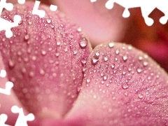 flakes, drops, water, orchid