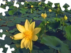 Colourfull Flowers, Yellow, water