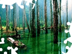 water, awash, forest