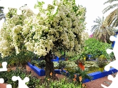 Marrakech, Garden, Majorelle