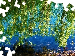 water, Willow, Leaf