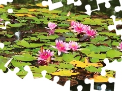 water, Pink, lilies