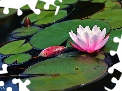 Lily, water